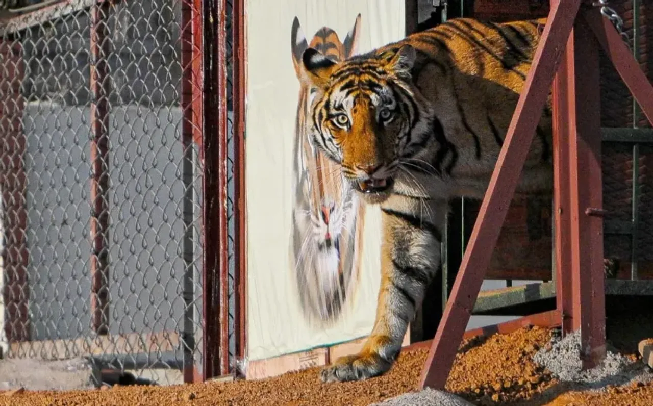 Madhav Tiger Reserve Female Tiger Release cm mohan yadav Jyotiraditya Scindia