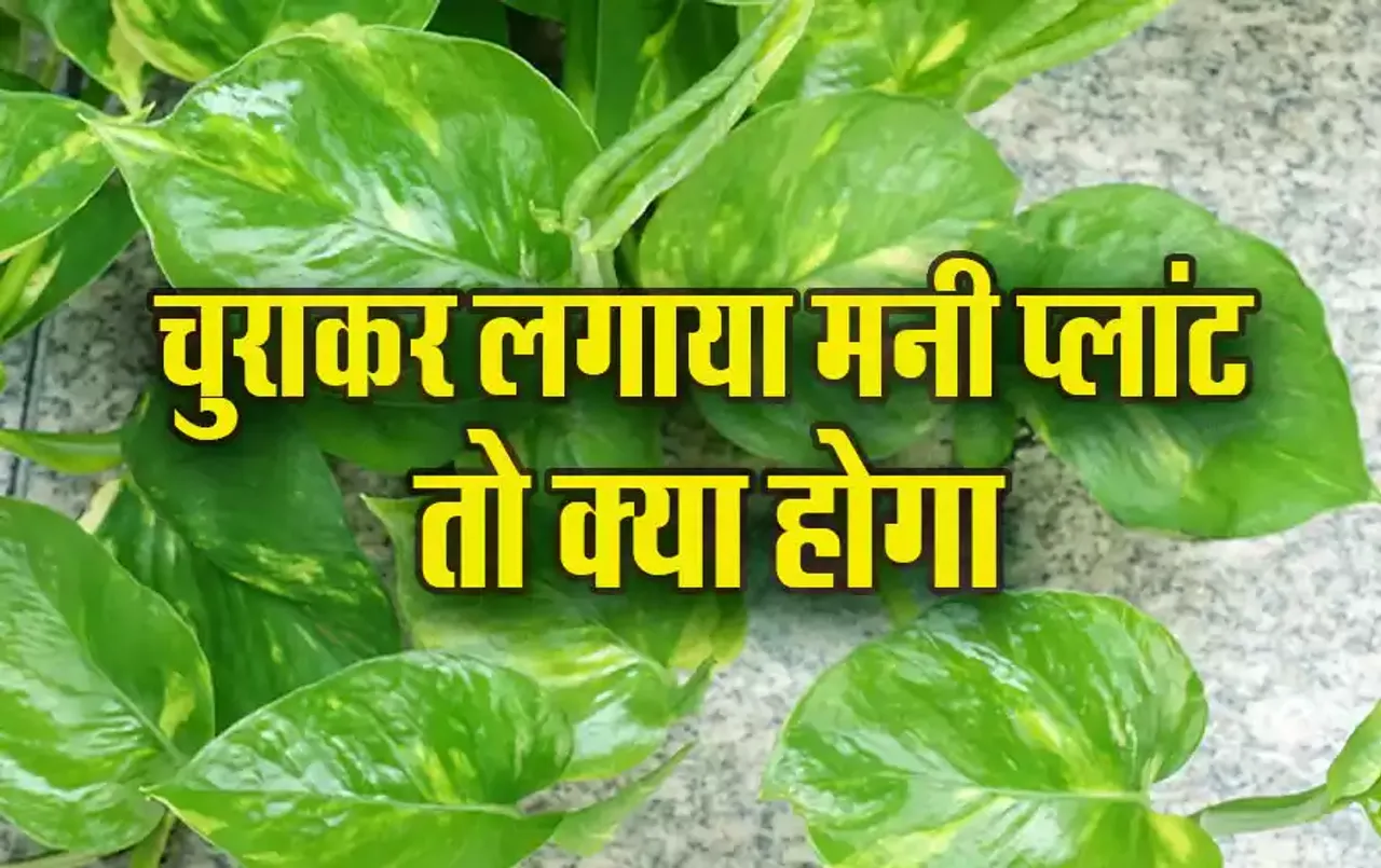 Money-Plant-Vastu-Tips