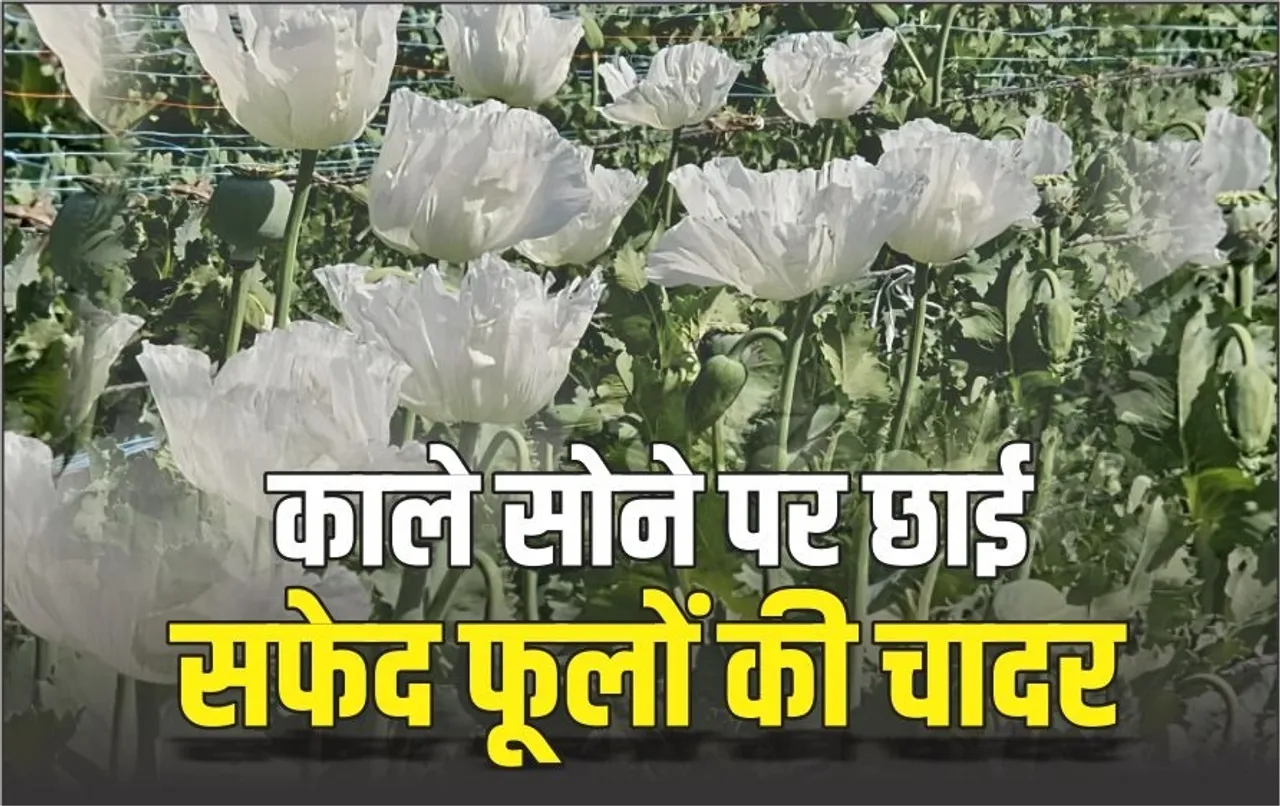Opium Good Crop Neemuch