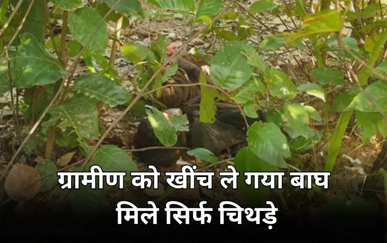 जंगल में लकड़ी बिनने गए ग्रामीण पर बाघ का हमला: लोगों में दहशत का माहौल, इलाके में 100 से ज्यादा बाघ शामिल