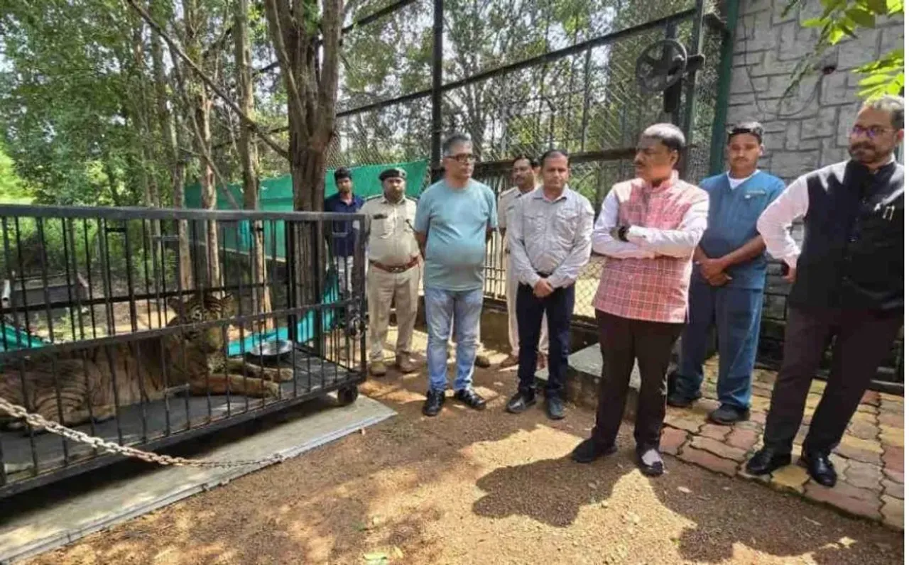 Raipur Tigress Bijli