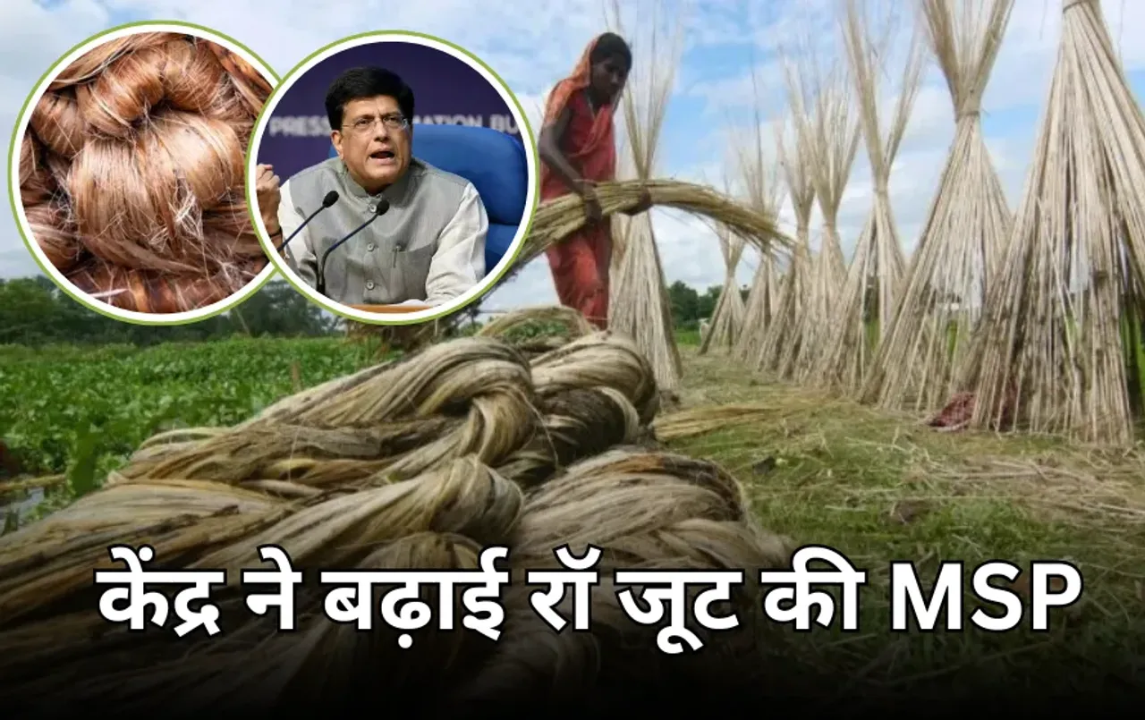 किसानों के लिए केंद्र सरकार का बड़ा फैसला: रॉ जूट पर MSP बढ़ाई, 1 दशक में 2.35 गुना हुआ रेट, जूट कंपनियों के शेयर चढ़े