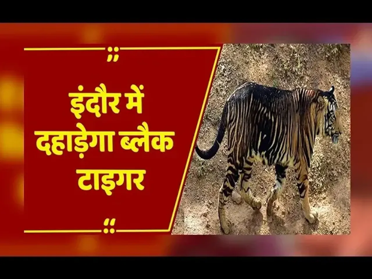 MP News : मध्य प्रदेश को मिलेगी नई पहचान! इंदौर चिड़ियाघर में जन्म ले सकता है काला टाइगर