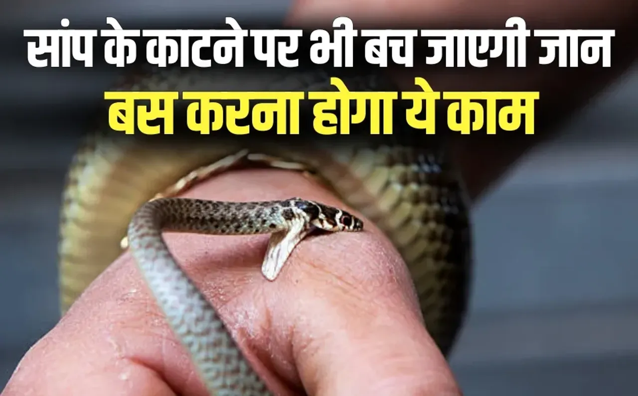 Snake Bite Treatment: सांप के काटने पर कैसे पहचानें जहरीला है या नहीं, दांतों के निशान से जानें, फिर डायल करें ये नंबर