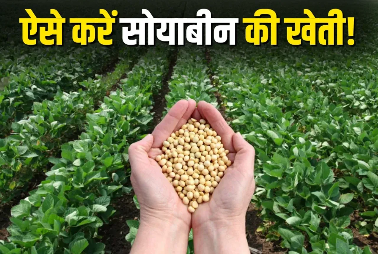 Soybean Farming
