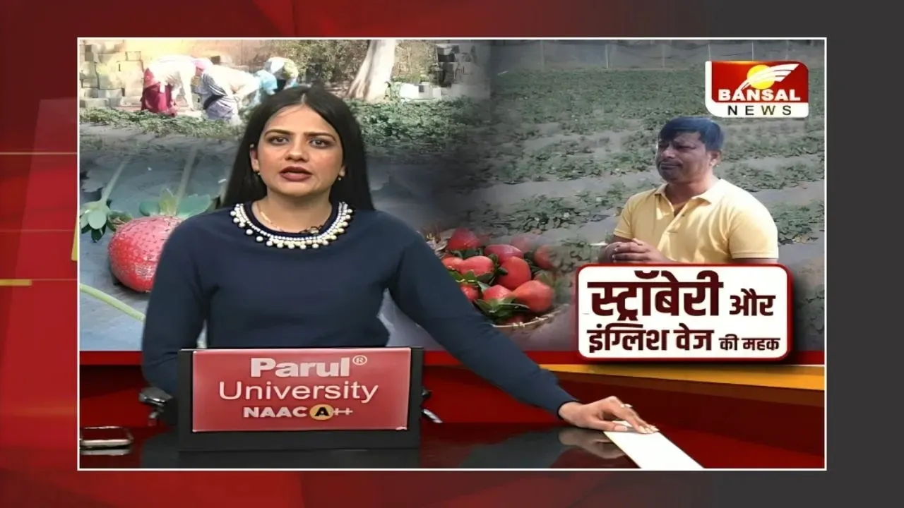 CG News: स्ट्रॉबेरी और इंग्लिश वेज की महक, करीब डेढ़ एकड़ में लगाई फसल, किसानों को दिखाई नई राह