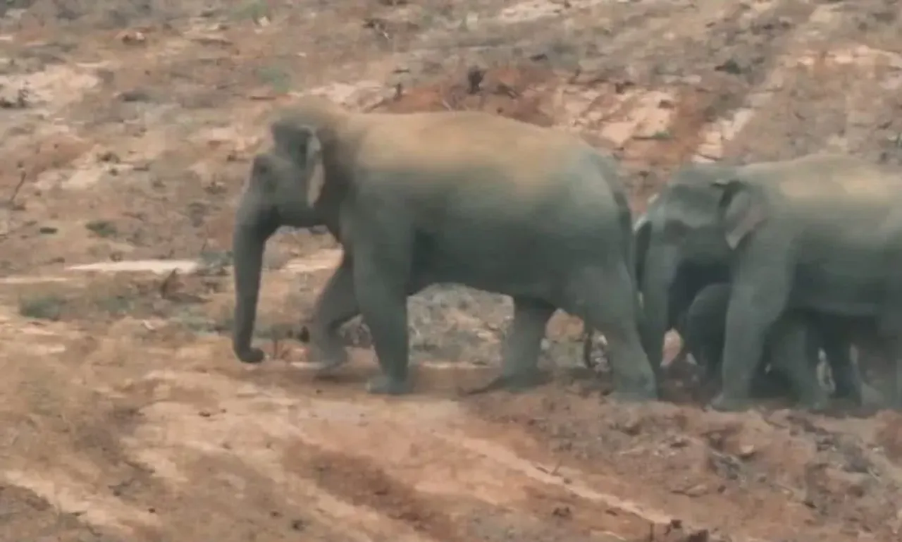 Raigarh Elephant Attack: