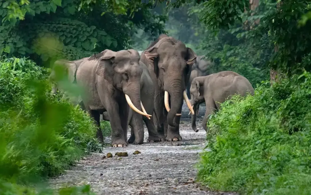 UMARIA ELEPHANTS