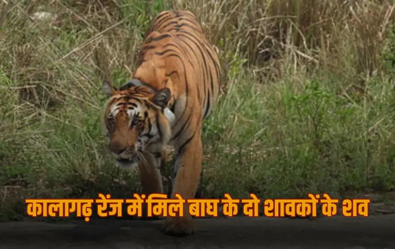 UP Bijnor Tigress two tiger cubs found dead zxc
