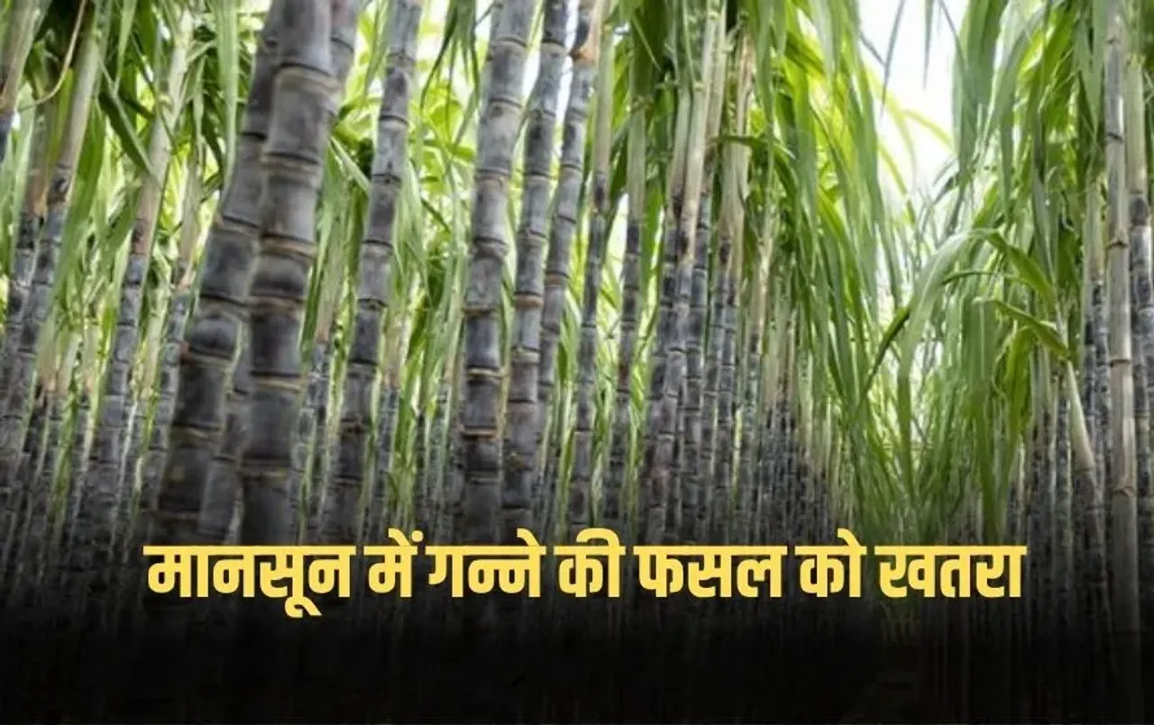 Sugarcane farming: मॉनसून के दौरान न करें ये लापरवाही, गन्ने की फसल को होगा नुकसान, पैदावार में 50% तक हो सकती है गिरावट