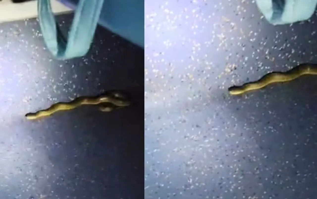 Garib Rath Express के बाद अब इस ट्रेन में दिखा सांप: AC कोच में मची अफरा-तफरी, जबलपुर में स्नैक कैचर ने किया रेस्क्यू
