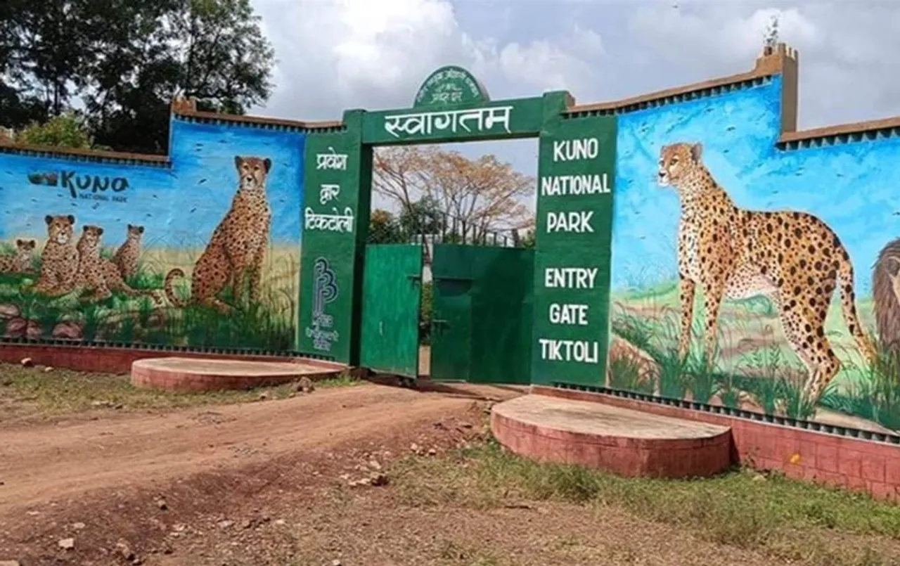 कूनो में अब कर सकेंगे चीतों का दीदार: खुले जंगल में सफारी का मजा लेंगे पर्यटक, पार्क के गेट खुले