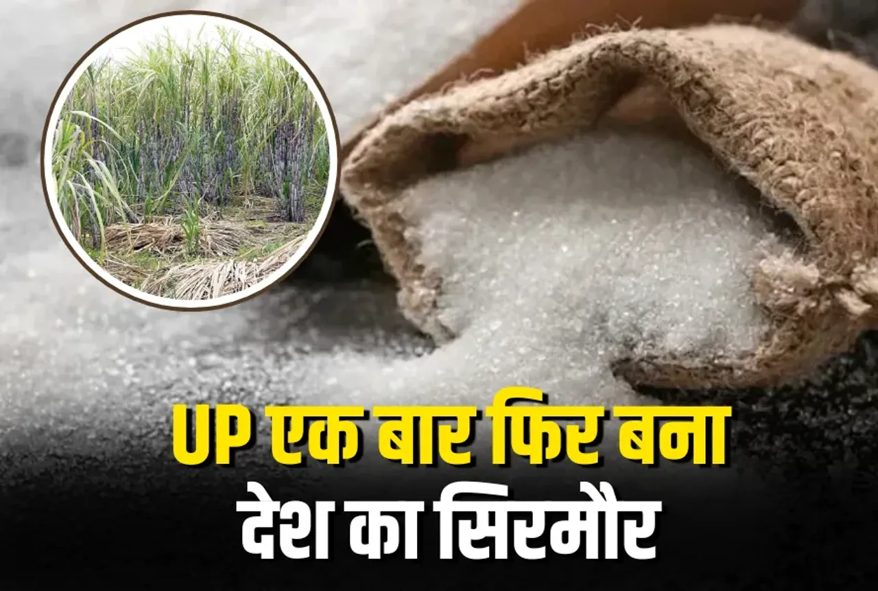 Uttar Pradesh Sugar Production 2025