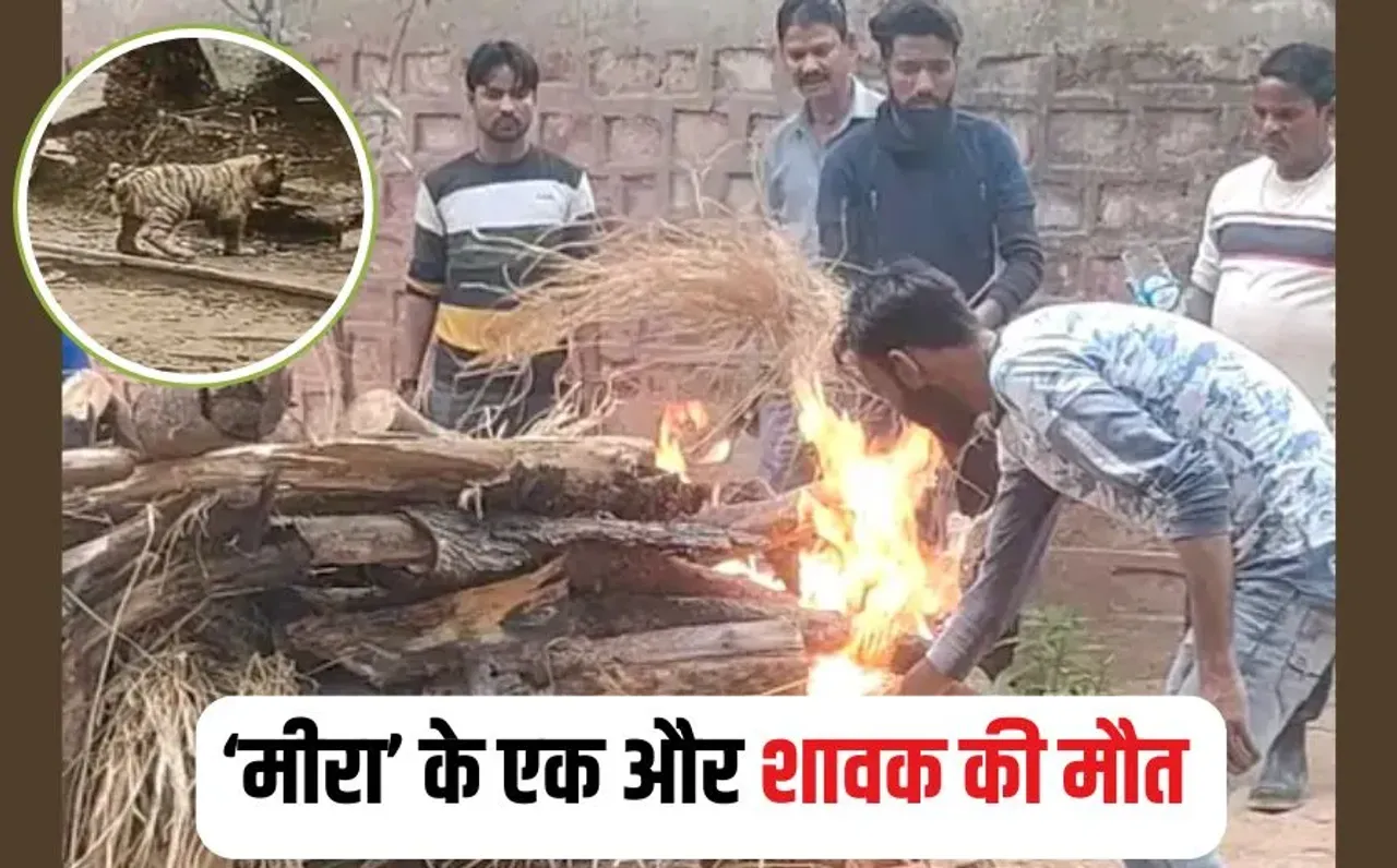 White Tiger Shavak Death