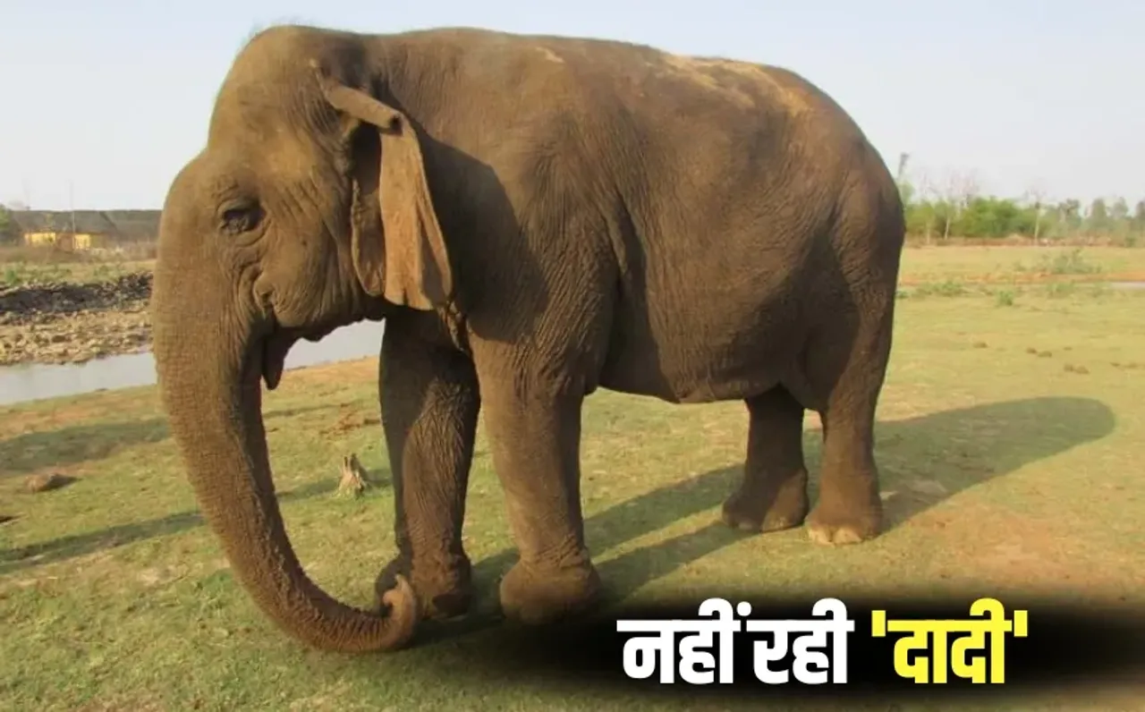 Worlds Oldest Female Elephant Death Vatsala Panna Tiger Reserve MP hindi news
