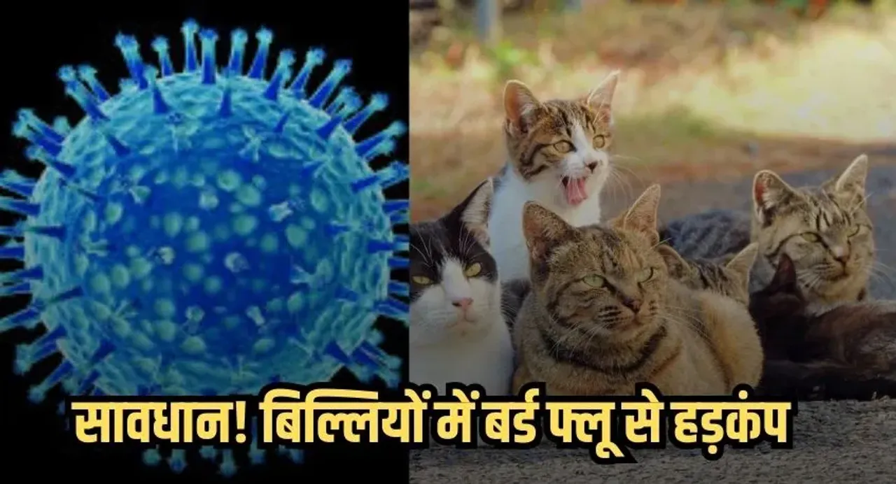 Cats Bird Flu Outbreaks: बिल्लियों में बर्ड फ्लू की पुष्टि से हड़कंप, चिकन-मटन की बिक्री पर रोक,कलेक्टर ने दिए आदेश