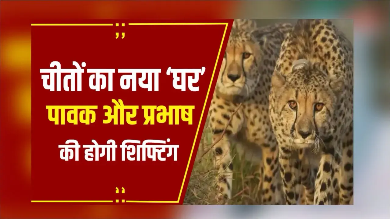 MP Cheetah New Home: गांधी सागर चीतों का नया आशियाना, अभ्यारण्य में छोड़े जाएंगे दो चीते