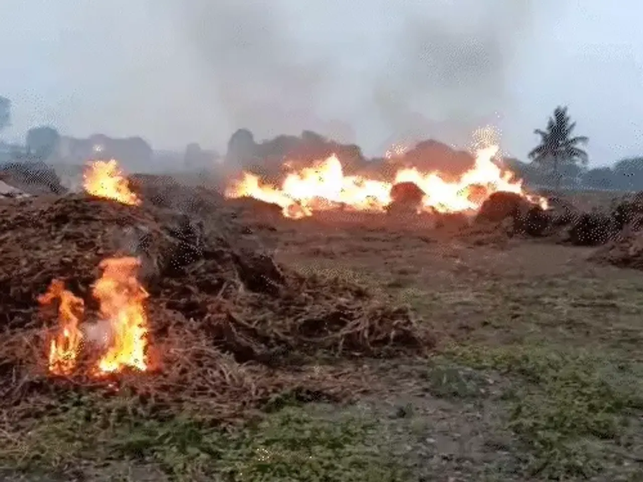 किसान ने 15 बीघा की सोयाबीन उपज में लगाई आग: फसल की लागत न निकलने से नाराज होकर उठाया कदम, नायब तहसीलदार ने दिया ये जवाब