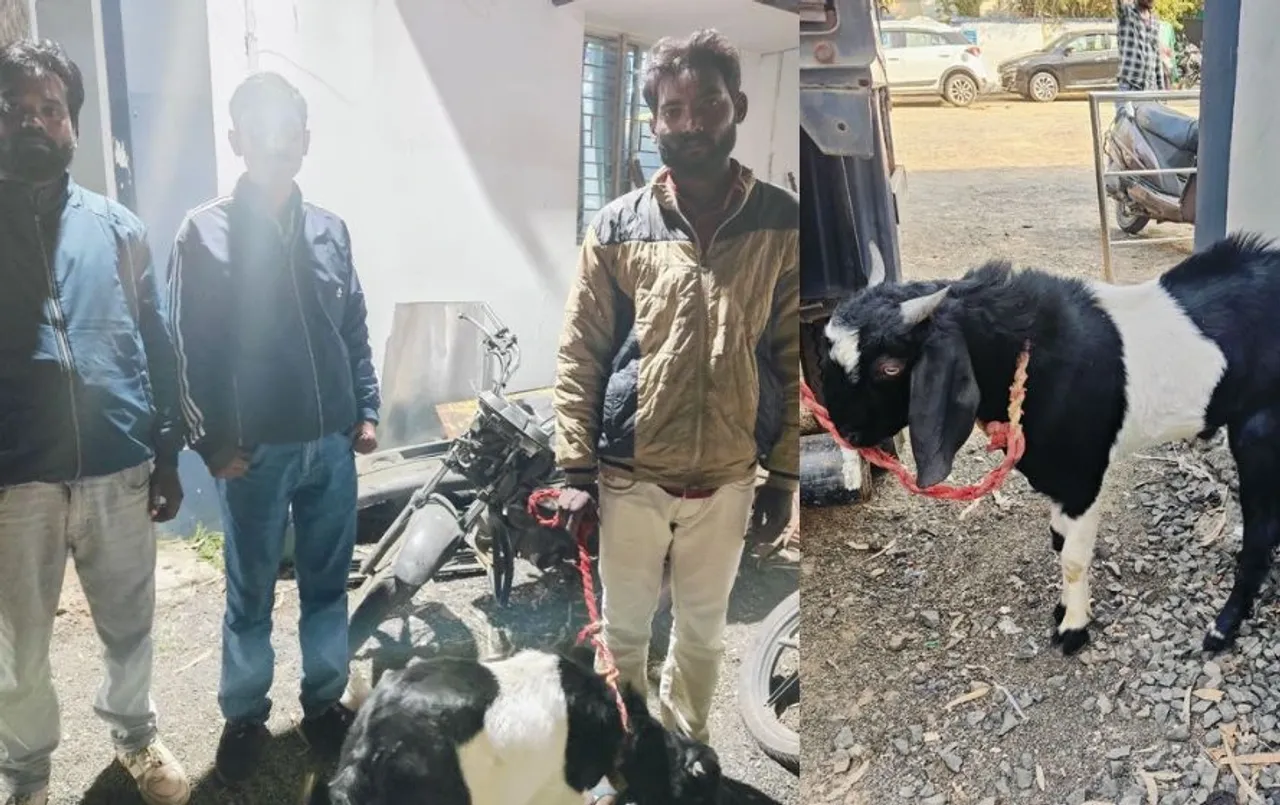 हाईटेक चोर! दुकान से खरीदे चिप्स, फिर लग्जरी कार से बकरा लेकर भागे, फोन पे की मदद से हुए गिरफ्तार