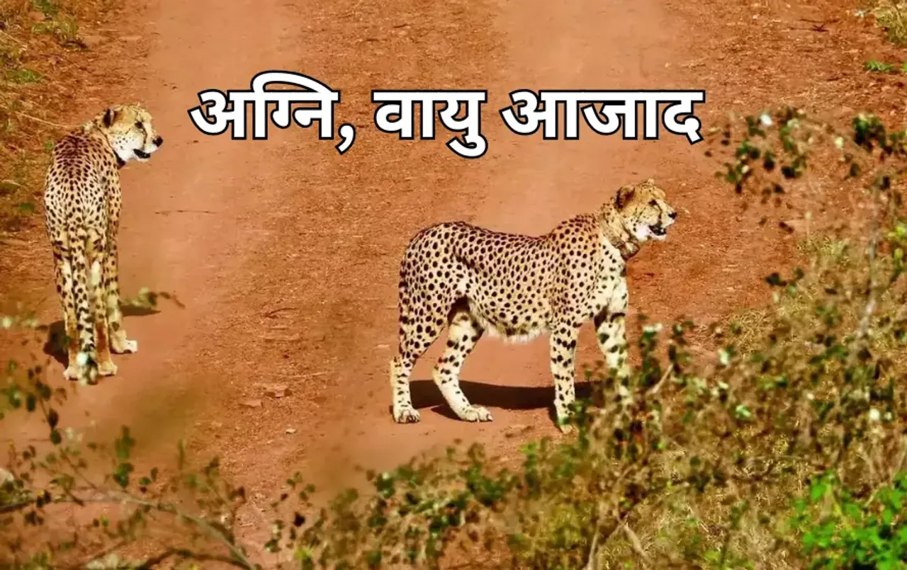 कूनो नेशनल पार्क में 2 और चीते बड़े बाड़े में हुए आजाद: अग्नि और वायु खुले जंगल में रिलीज, पर्यटक कर सकेंगे दीदार
