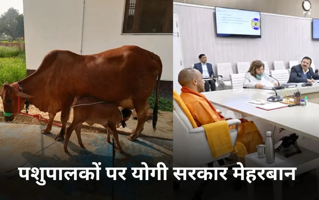 UP में गाय पालकों के लिए अच्छी खबर:1000 में मिलेगी ज्यादा दूध देने वाली गाय, इस योजना में पशुपालकों को 20 हजार का अनुदान