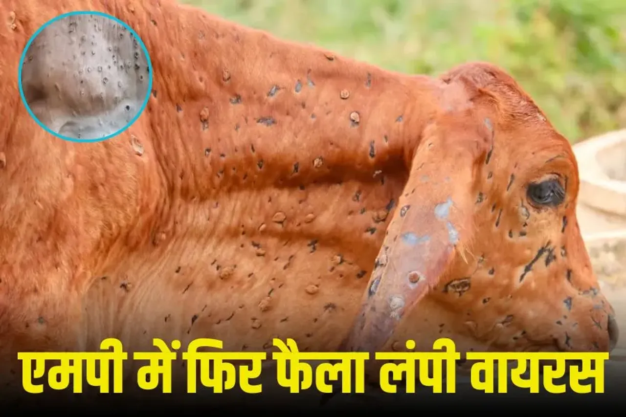 Rahul Gandhi Press Conference Live: बिहार वोटिंग से पहले राहुल गांधी की PC, नाम रखा H-Files, कहा-बिहार में होगी वोट चोरी