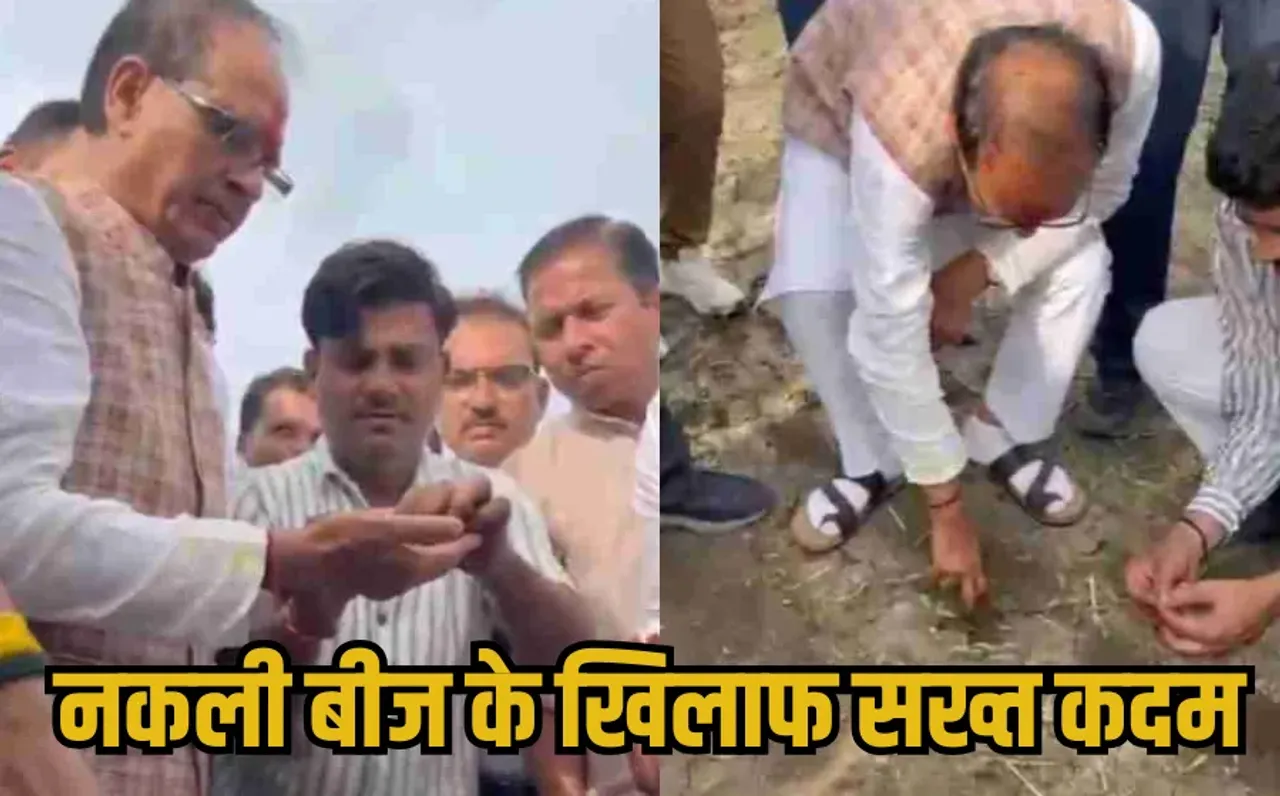 MP Fake Seeds: किसानों की आवाज पर खेत में उतरे शिवराज सिंह, देखी बीजों की हकीकत, बोले-नकली बीज बेचने वालों की खैर नहीं