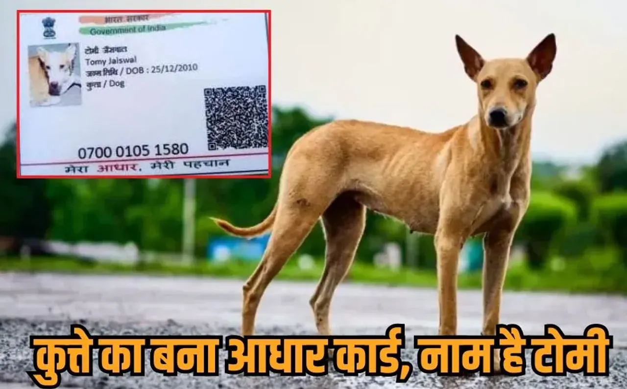 Dog Aadhaar Card Viral: MP में डॉगी का बन गया आधार कार्ड, नाम 'टोमी जैसवाल, कुत्ते की जन्मतिथि और पूरा पता भी दर्ज