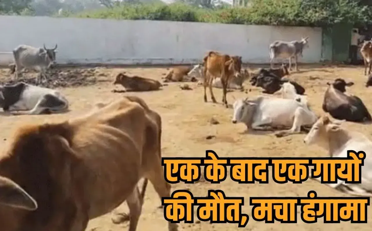 MP Cattle Death: एमपी में संक्रमण से 23 गोवंश की मौत से मचा हड़कंप, गोसेवकों ने किया हंगामा, संक्रमित दूध से 5 लोग बीमार