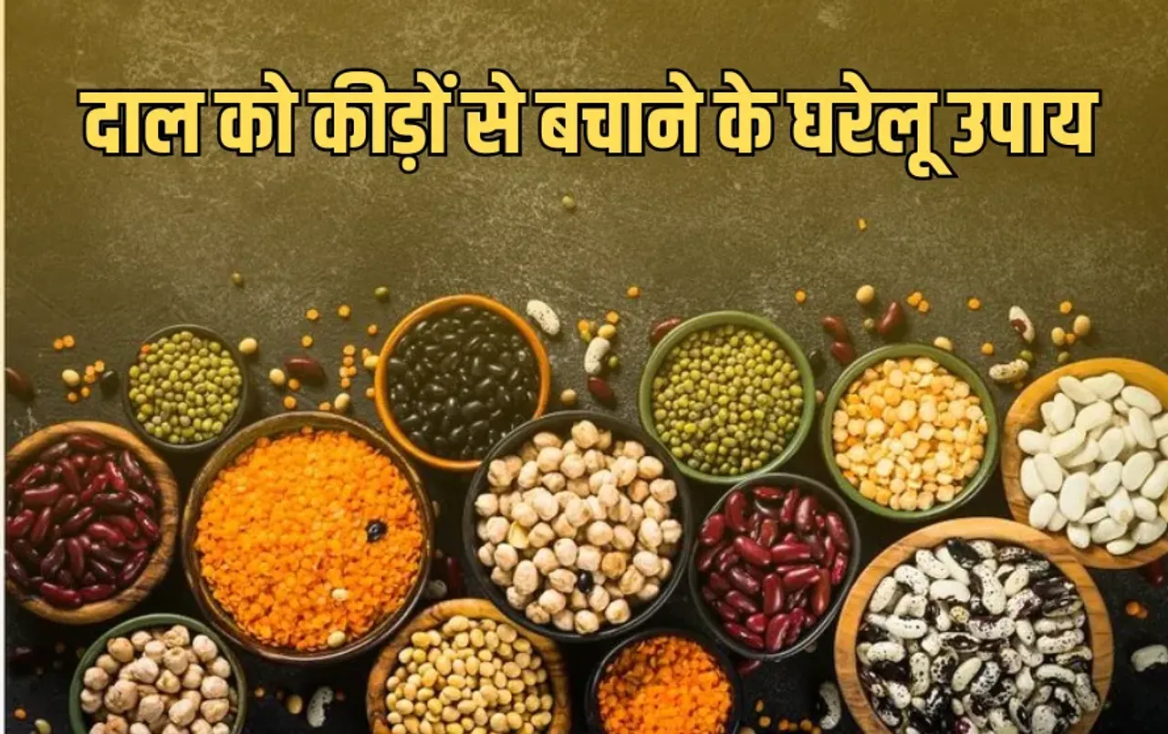 Pulses Storage Tips: मानसून में दाल में लग जाते हैं कीड़े? इन आसान घरेलू उपायों से करें सुरक्षित स्टोरिंग
