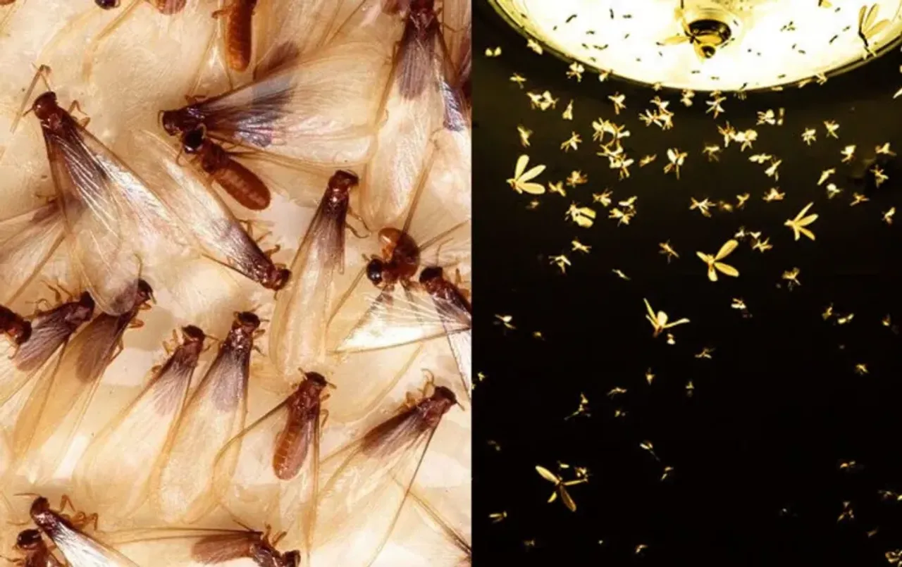 Monsoon Insects Remedy: बारिश में सिर्फ 2 रुपए में पाए कीड़े-मकोड़ों से छुटकारा, घर से रहेंगे कोसों दूर