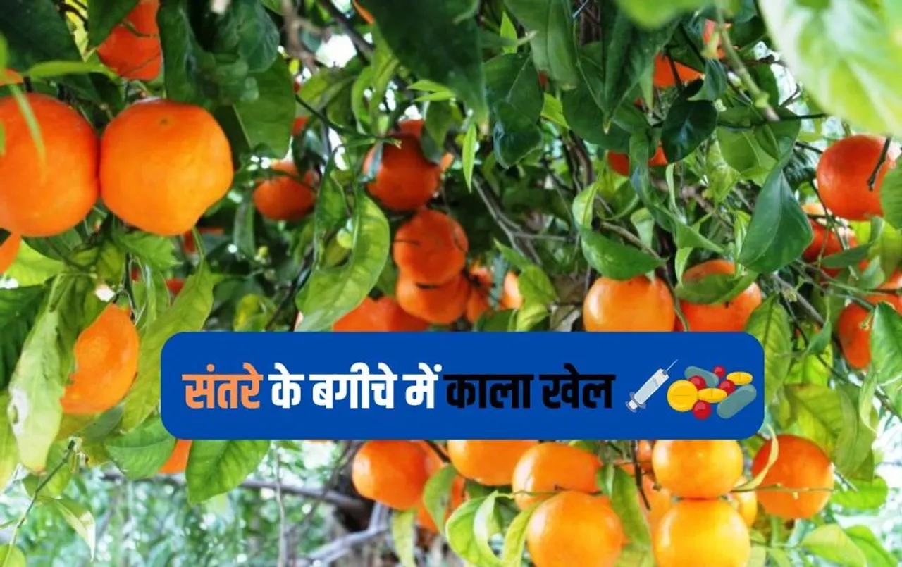 संतरों के बगीचे में ड्रग बनाने का कारोबार: नारकोटिक्स ब्यूरो ने किया खुलासा, छापे में लाखों का सामान जब्त