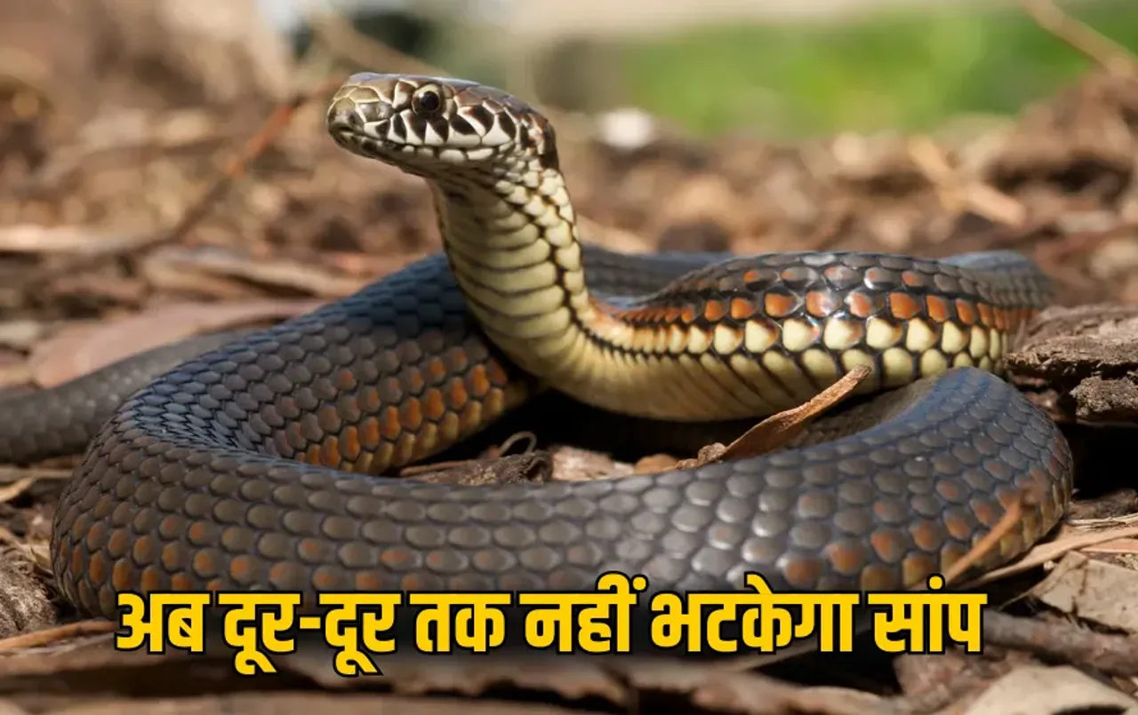 Snake Repellent Plants: बारिश में सांपों से लगता है डर? तो बगीचे में लगाएं ये हर्बल और कांटेदार पौधे, घर से रहेंगे दूर