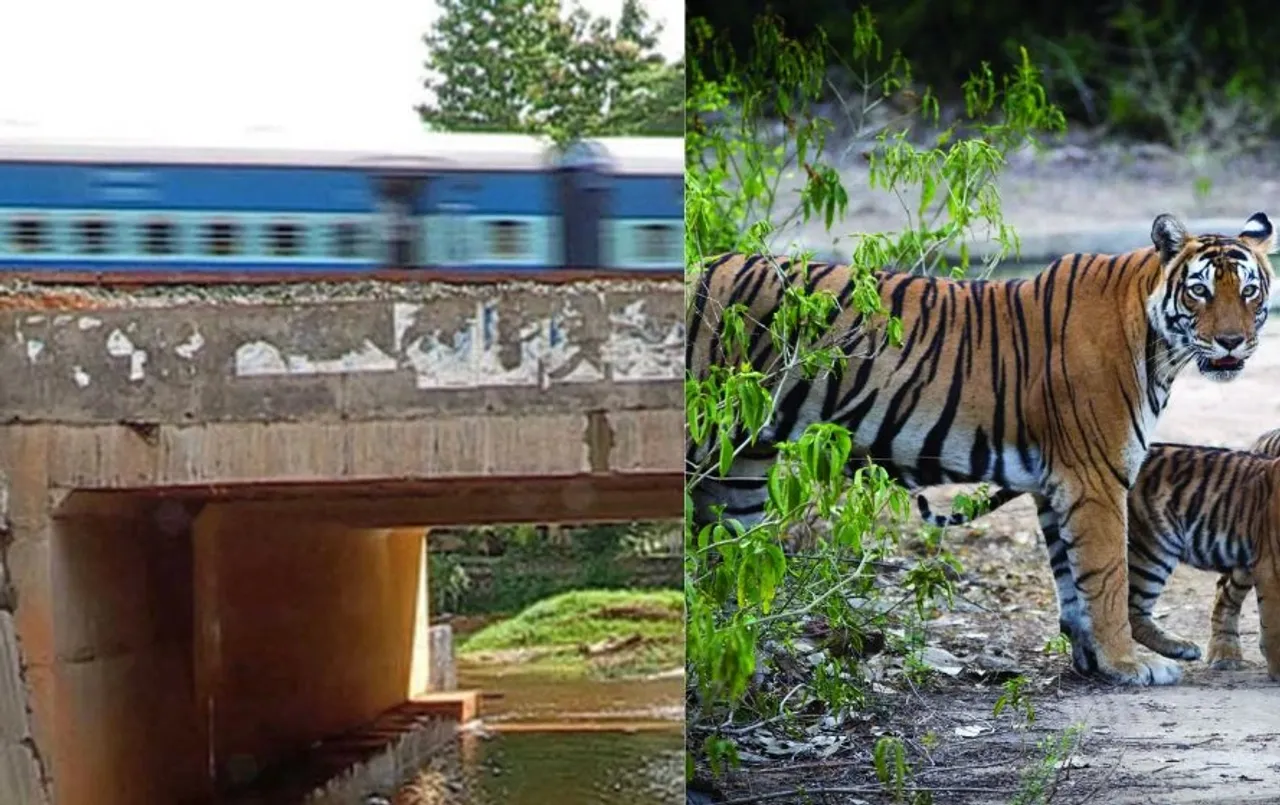 Itarsi-Nagpur Railway Line: ऊपर भागती ट्रेन, नीचे तफरीह करते बाघ, MP में बनेंगे ऐसे चार अंडरपास...