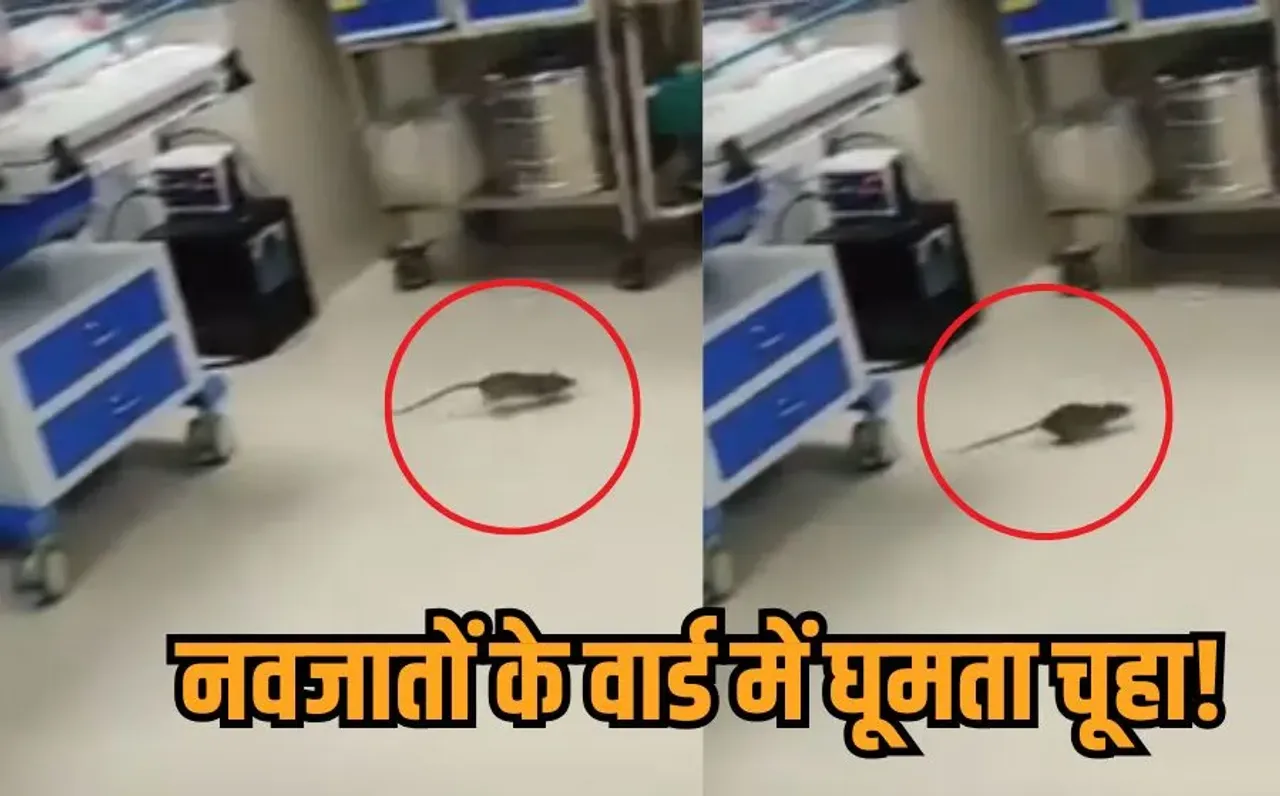 Shivpuri Rat video Viral: इंदौर के बाद अब शिवपुरी मेडिकल कॉलेज के SNCU वार्ड में चूहों की धमाचौकड़ी, वीडियो वायरल