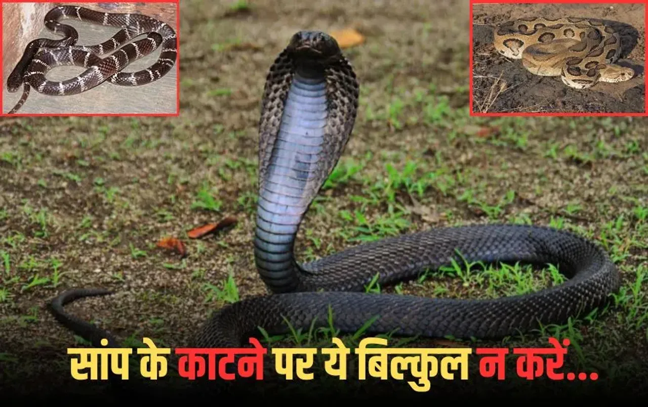 Snake Bite: प्रदेश में स्नेक बाइट के मामले बढ़े, जानिए जहरीले सांपों के बारे में और इनके काटने पर क्या करना चाहिए?