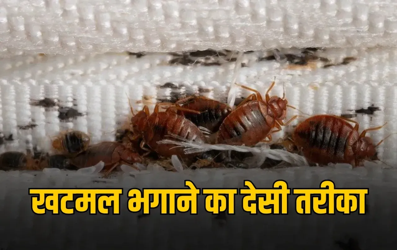 Bedbugs Home Remedy: खटमल से छुटकारा पाने के लिए नहीं चाहिए महंगे तरीके, सिर्फ 2 रुपर में तैयार करें ये घरेलू नुस्खा