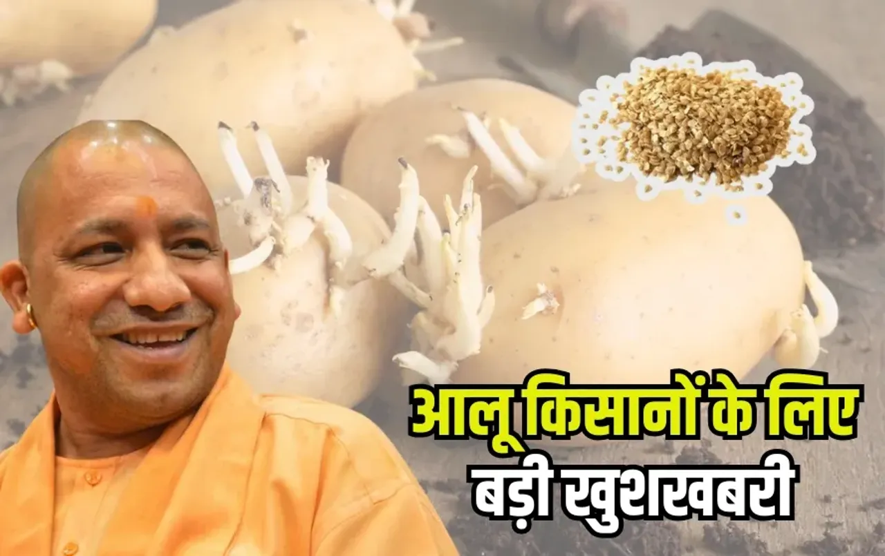 uttar-pradesh-potato-seed-subsidy-800-per-quintal discount hindi news zxc