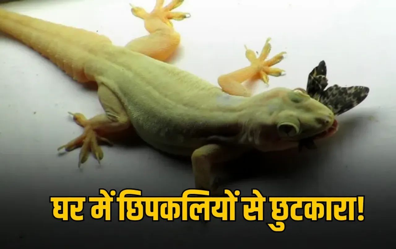 Tips and Tricks: बार-बार दीवारों पर दिखती हैं छिपकलियां? अपनाएं ये असरदार घरेलू नुस्खे, मिलेगा राहत