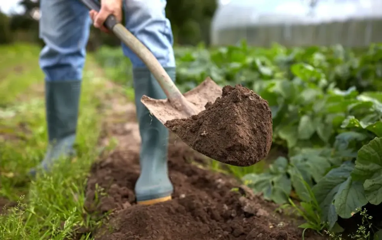 Low Investment High Return: इस जड़ी बूटी की करें खेती, कम लागत में मिलेगा ज़्यादा मुनाफा, किसानों के लिए फायदे का सौदा