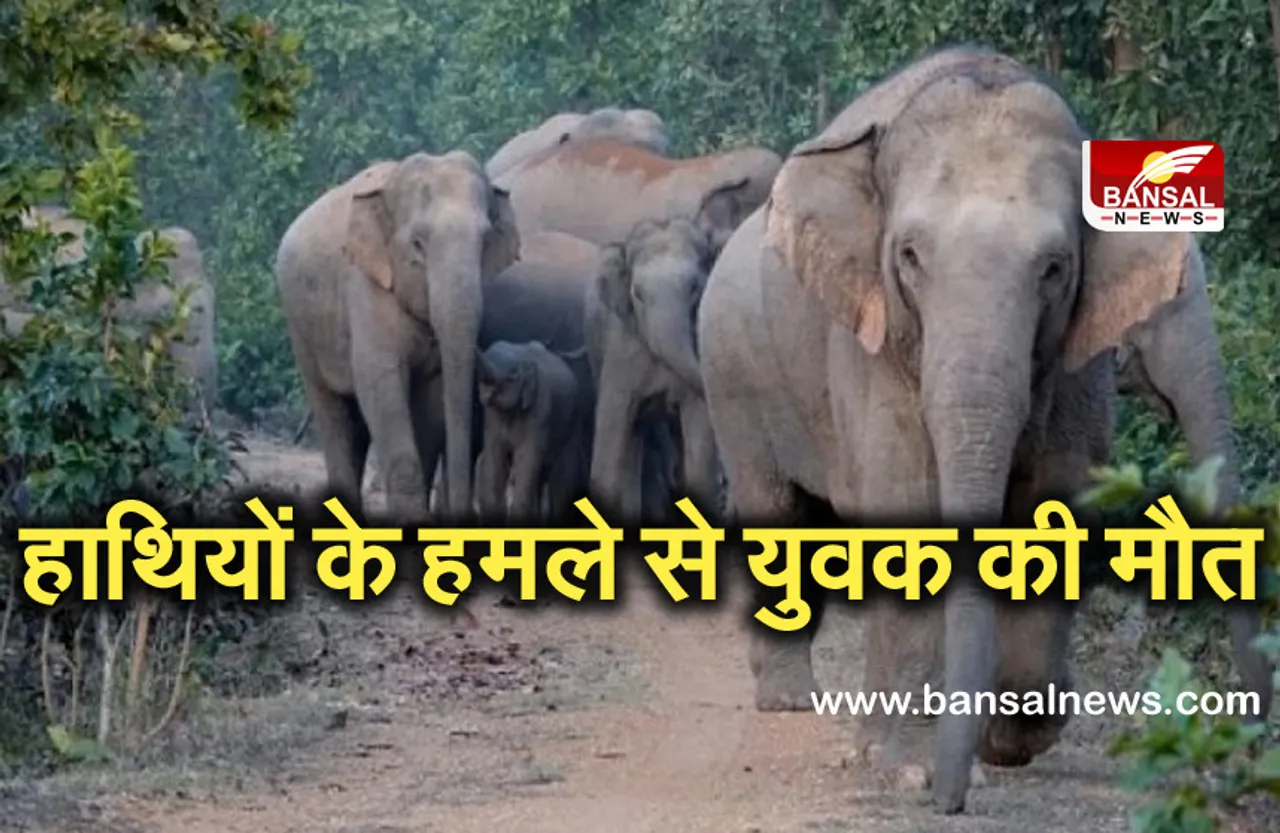 Breaking News: हाथियों के हमले से 21 साल के युवक की मौत, ग्रामीणों को भी खदेड़ा