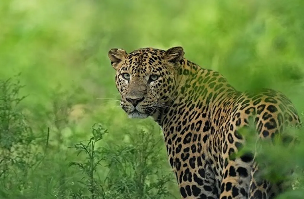 Leopard Population: भारत में चार साल में 60% बढ़ी तेंदुओं की आबादी, मध्य प्रदेश फिर बना 'तेंदुआ स्टेट', देखिए पूरी रिपोर्ट