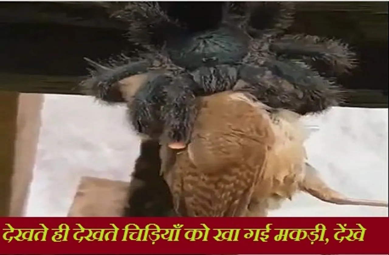 Video viral: देखते ही देखते चिड़ियाँ को खा गई मकड़ी, वीडियो देख रह जाएंगे दंग