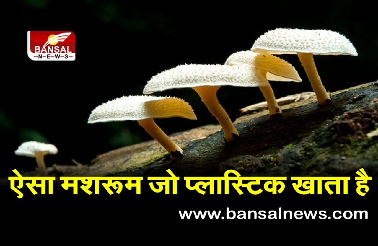 दुनिया से खत्म हो सकता है प्लास्टिक कचरा, ऐसे मशरूम की हुई खोज जो उसे खाकर जैविक खाद में बदल देगा