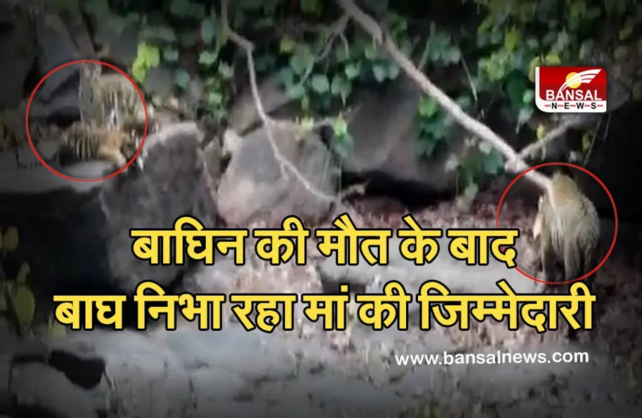 Panna: बाघिन की मौत के बाद बाघ निभा रहा मां की जिम्मेदारी, खुराक से लेकर इन चीजों का रखता है ध्यान