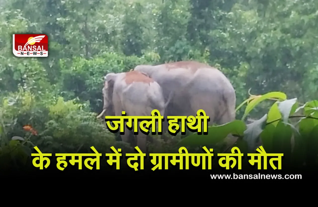 CG NEWS: जिले में फिर जंगली हाथियों का आतंक, हमले में दो ग्रामीणों की मौत