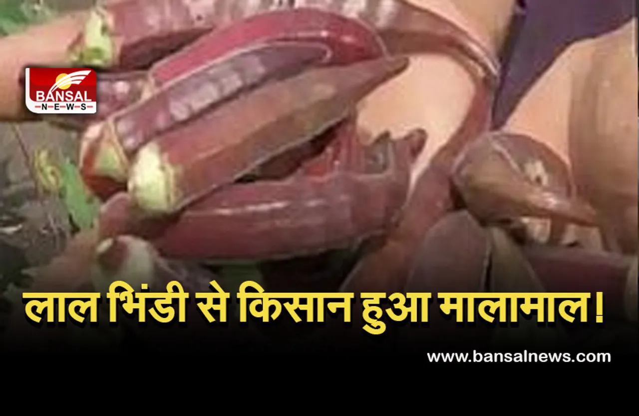 bhindi-rs-800-kg-bhopal : लाल भिंडी से किसान हुआ मालामाल, भोपाल में उपजी ऐसी भिंडी, जिसकी कीमत 800 रूपए प्रति किलो!