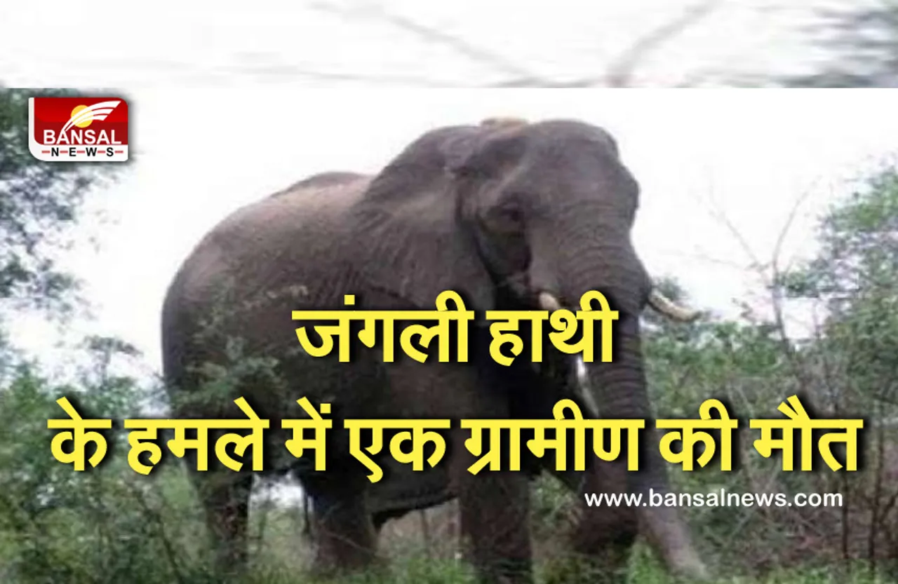 CG NEWS: जिले में जंगली हाथी का आतंक, एक बुजुर्ग ग्रामीण की मौत