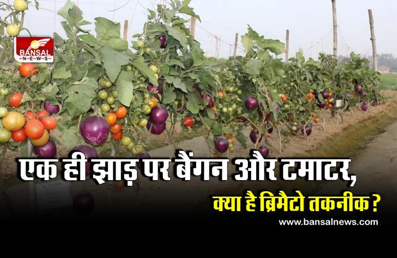 ICAR के वैज्ञानिकों ने किया कमाल, अब एक ही पौधे पर उगाएंगे बैंगन और टमाटर!