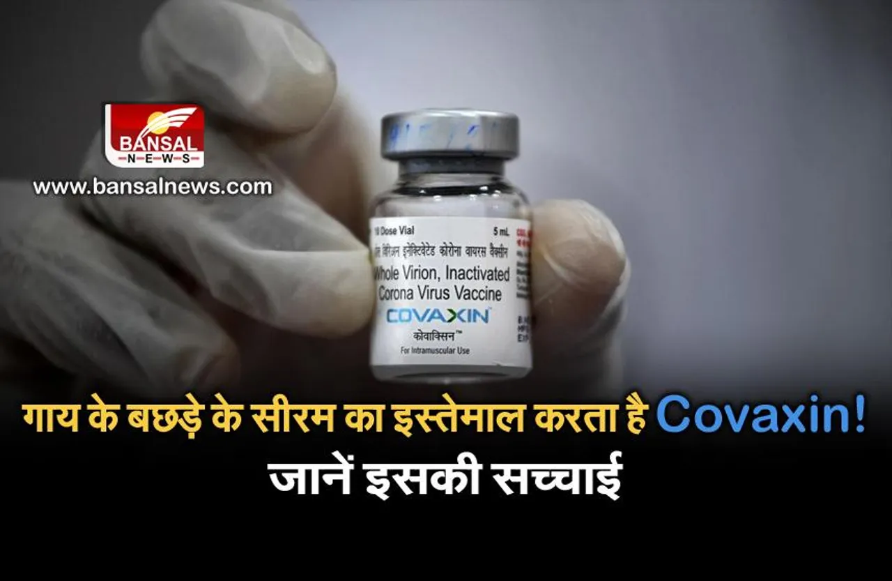 Covaxin में होता है गाय के बछड़े के सीरम का इस्तेमाल!, जानिए इस दावे की सच्चाई